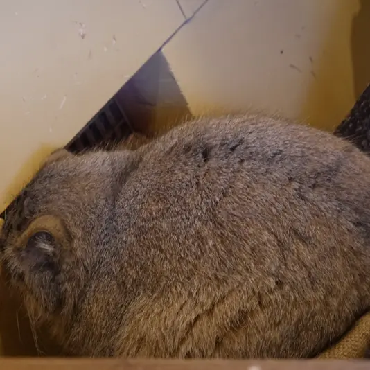 A photograph of Oliva in Saitama Children's Zoo