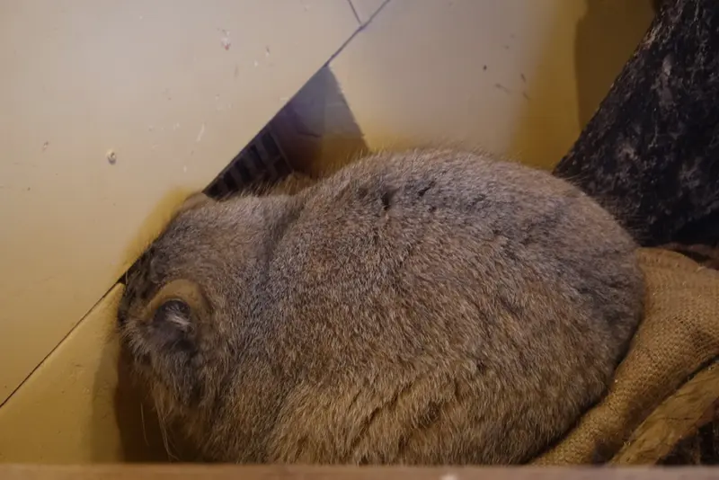 A photograph of Oliva in Saitama Children's Zoo