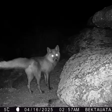 A photograph of Red fox from Bektauata 2 camera trap