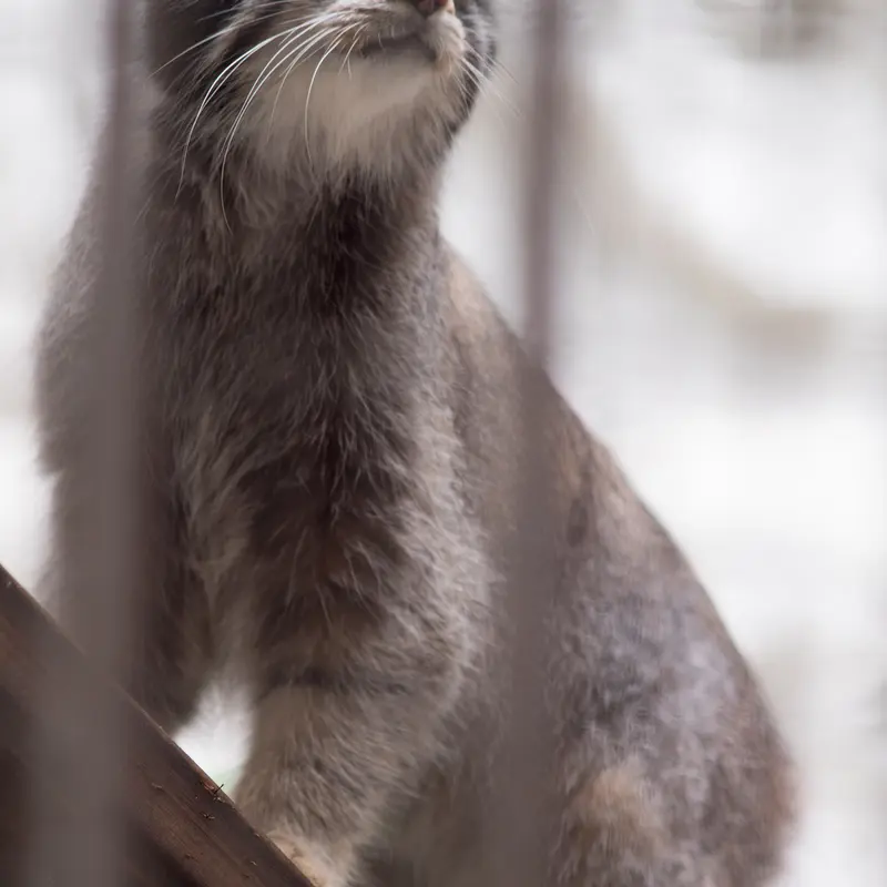 A photograph of Figa in Nogeyama Zoo