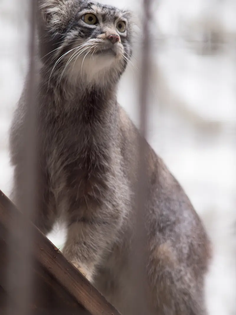 A photograph of Figa in Nogeyama Zoo