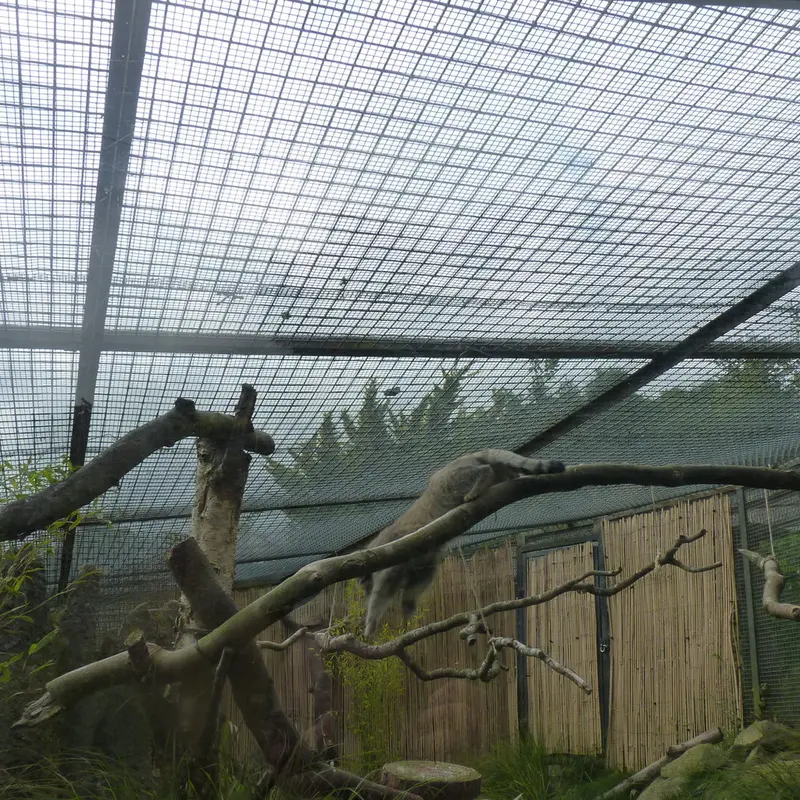 A photograph of Akiko in Edinburgh Zoo