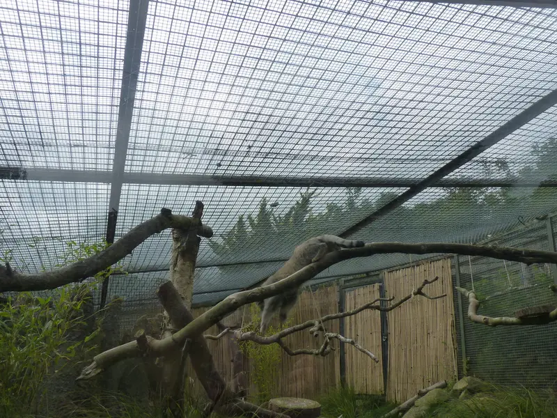 A photograph of Akiko in Edinburgh Zoo