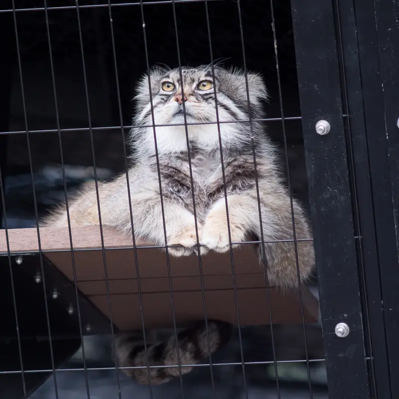 A photograph of Grusha in Asahiyama Zoo