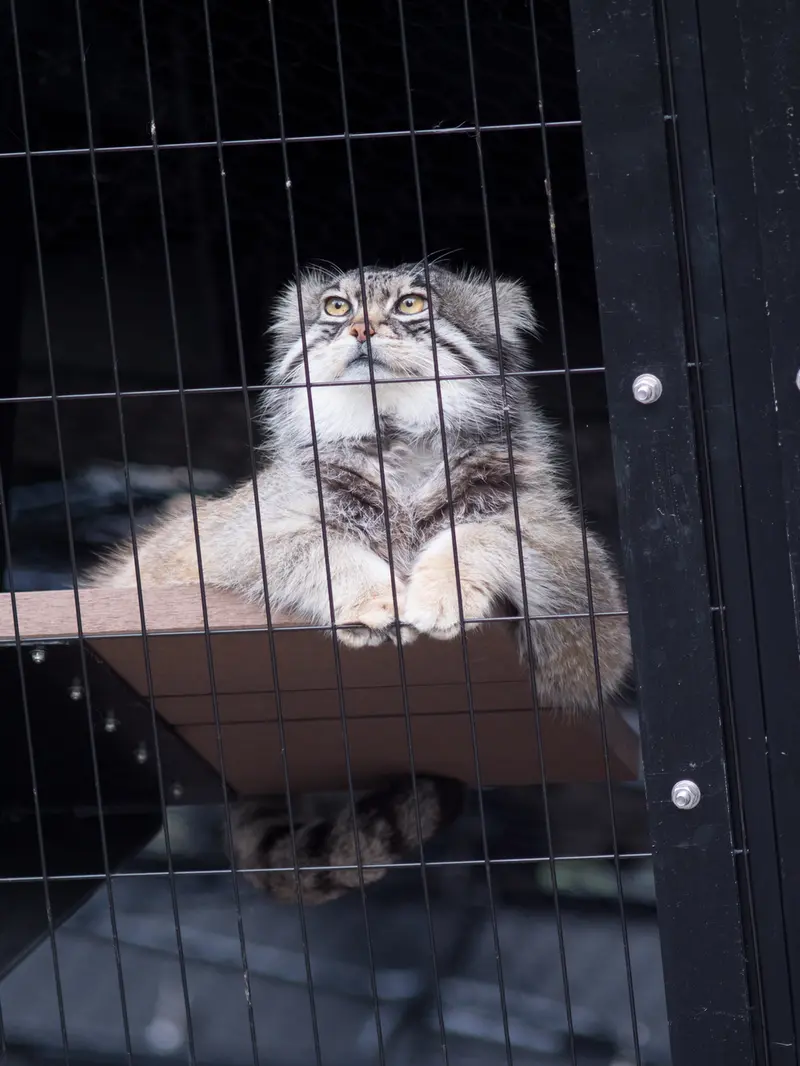 A photograph of Grusha in Asahiyama Zoo