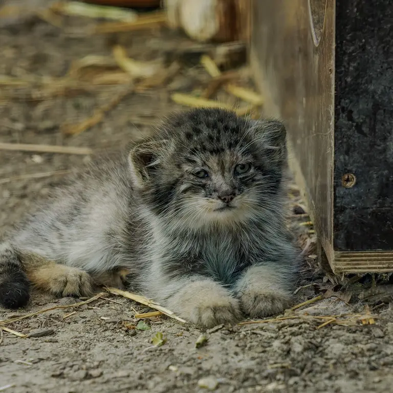A photograph of a Pallas's cat in Brno Zoo