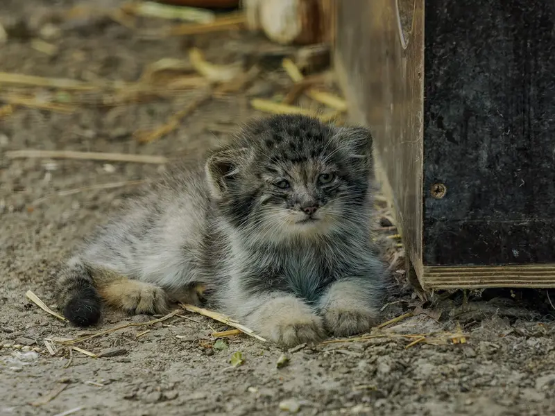 A photograph of a Pallas's cat in Brno Zoo