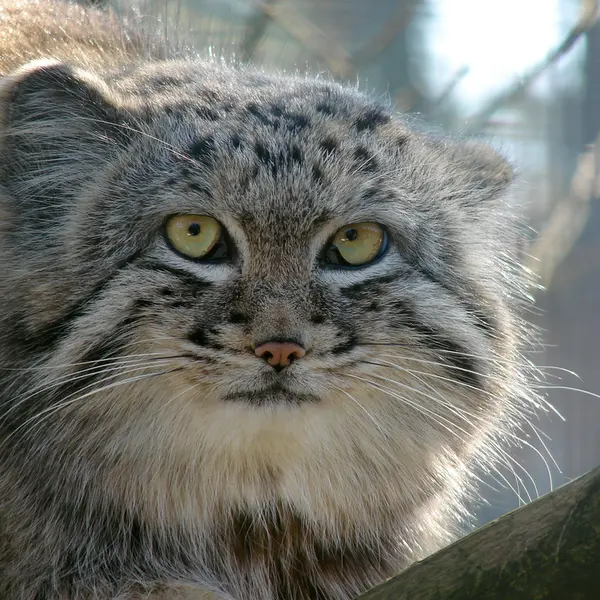 A photograph of Hurst in Riga Zoo