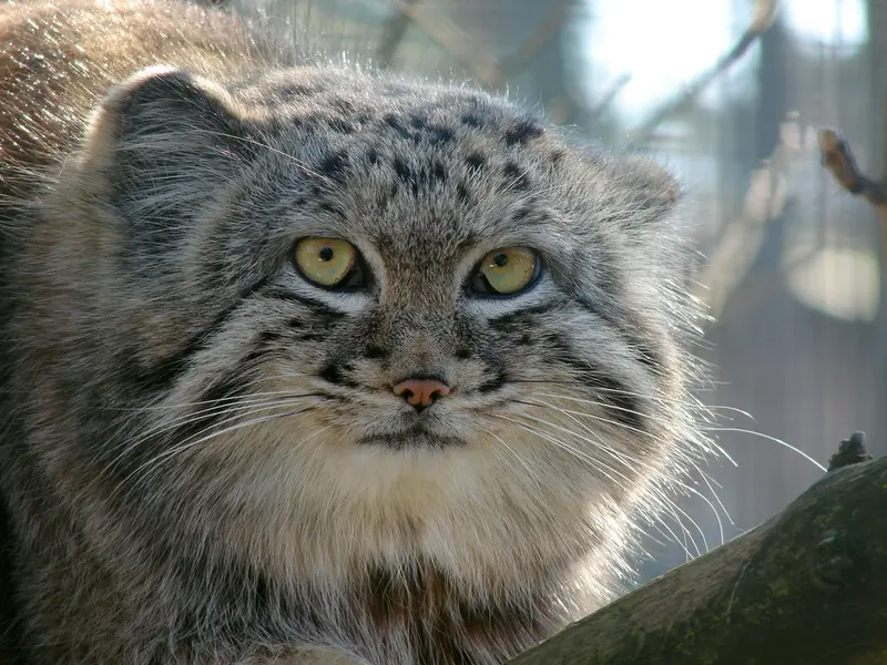 A photograph of Hurst in Riga Zoo
