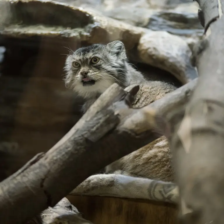 A photograph of Primula in Ueno Zoological Gardens