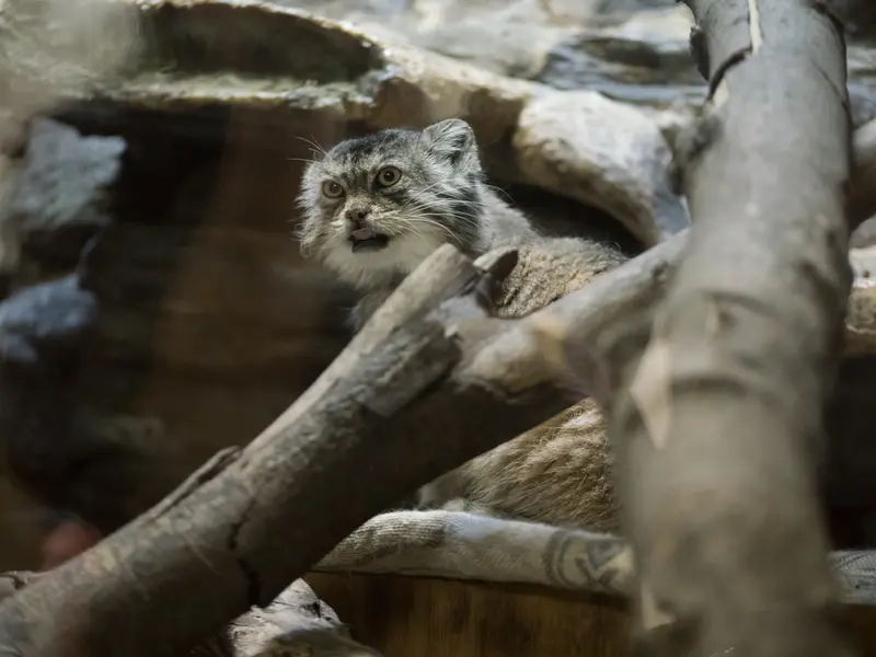 A photograph of Primula in Ueno Zoological Gardens