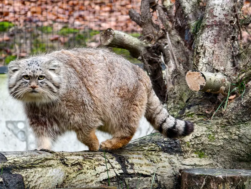 A photograph of Manuel in Gdansk Zoo