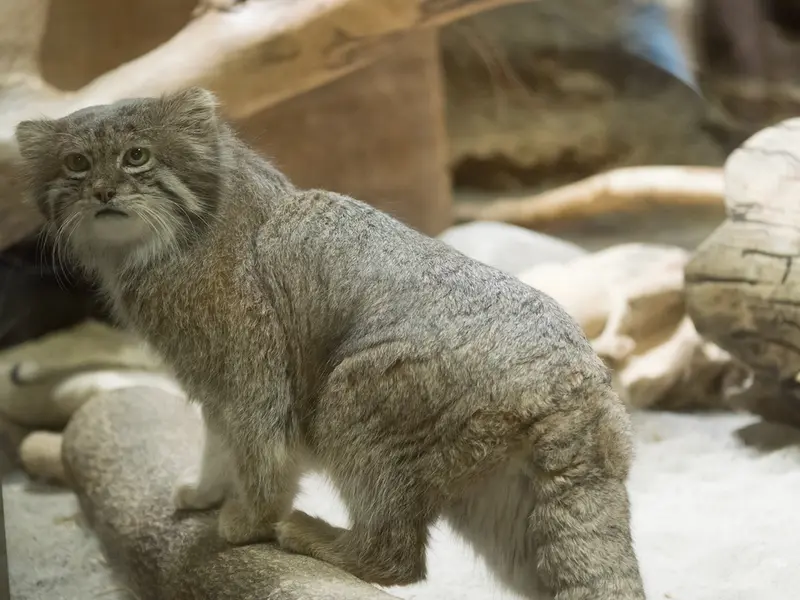 A photograph of Klyon in Ueno Zoological Gardens