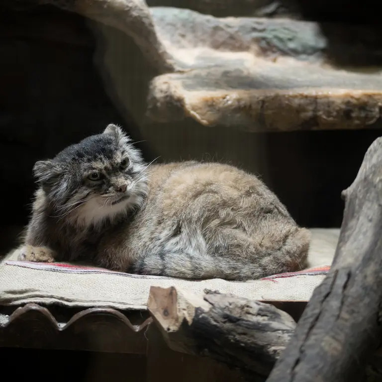 A photograph of Primula in Ueno Zoological Gardens