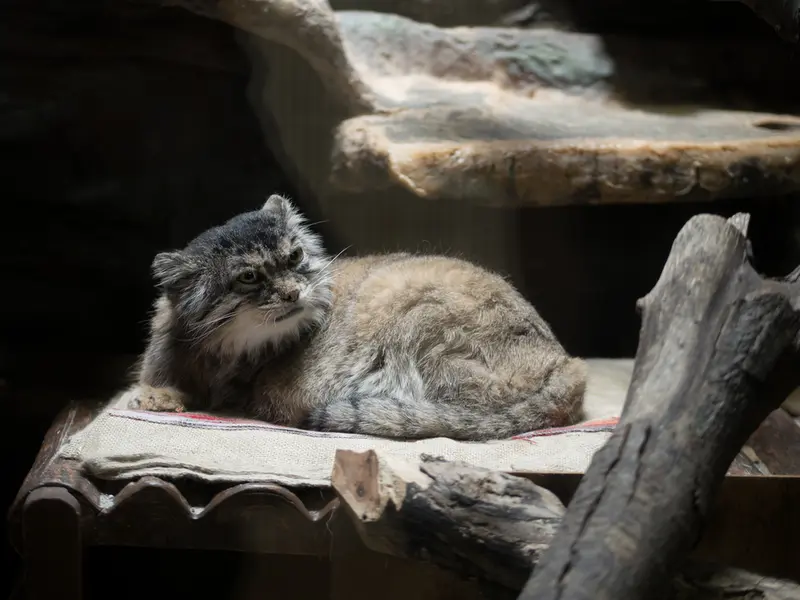 A photograph of Primula in Ueno Zoological Gardens