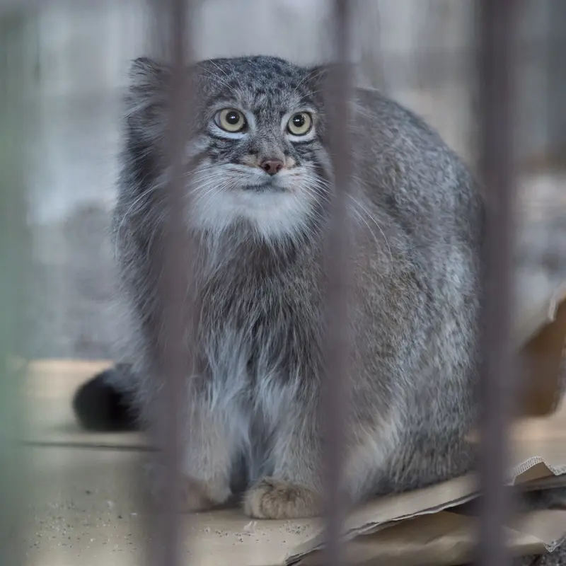 A photograph of Figa in Nogeyama Zoo