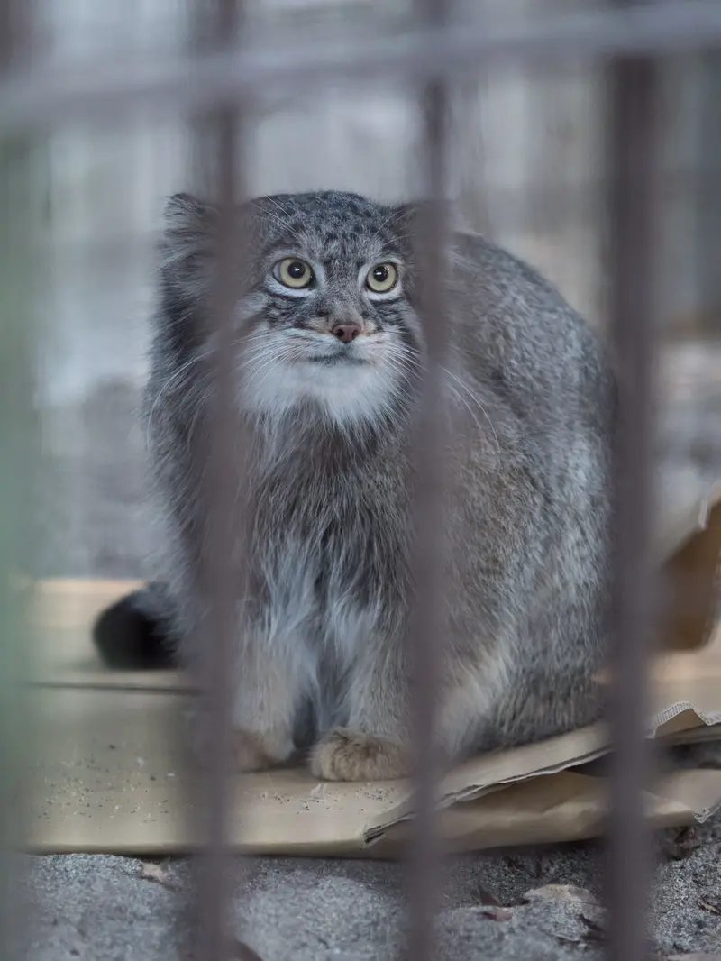 A photograph of Figa in Nogeyama Zoo