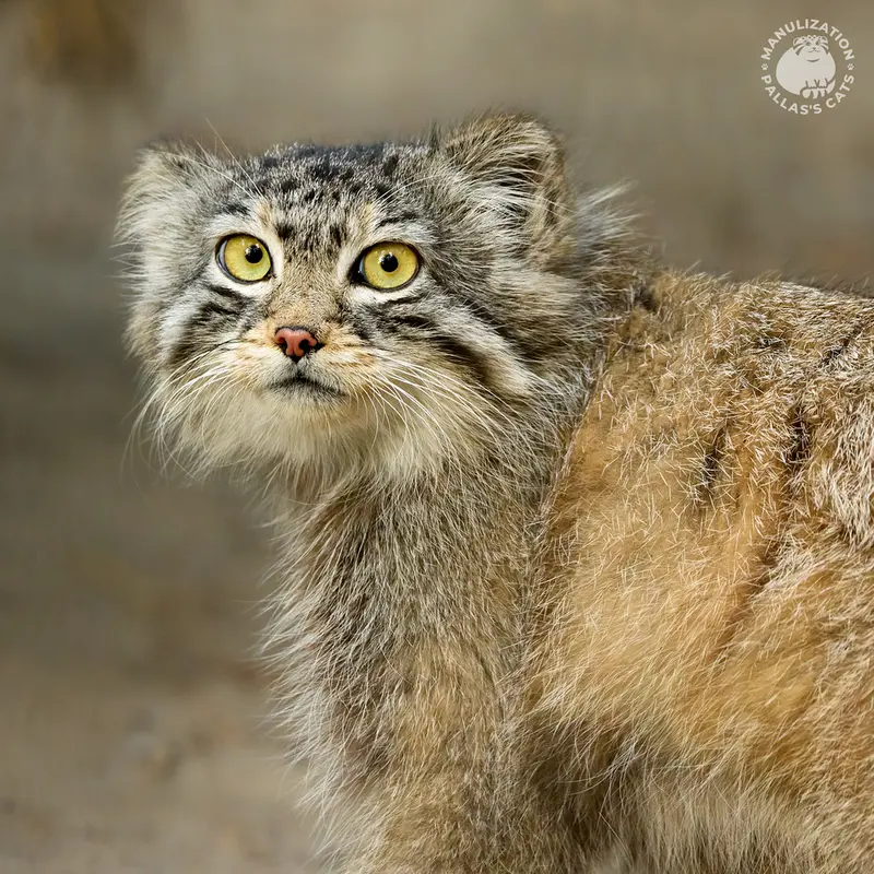 A photograph of Sychik in Novosibirsk Zoo