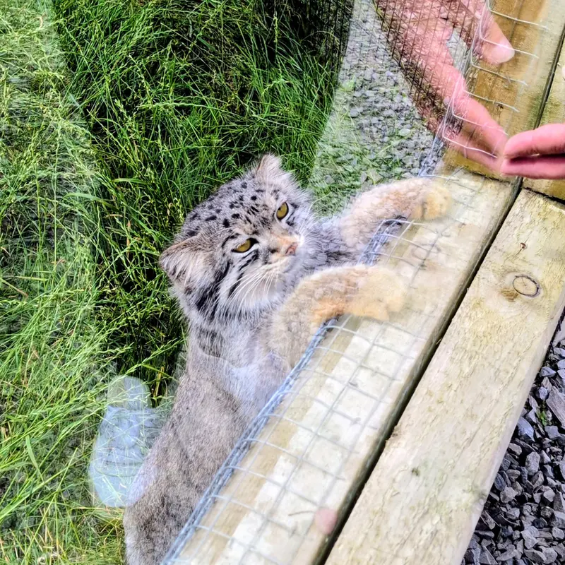 A photograph of Bat-Erdene in The Lakeland Wildlife Oasis