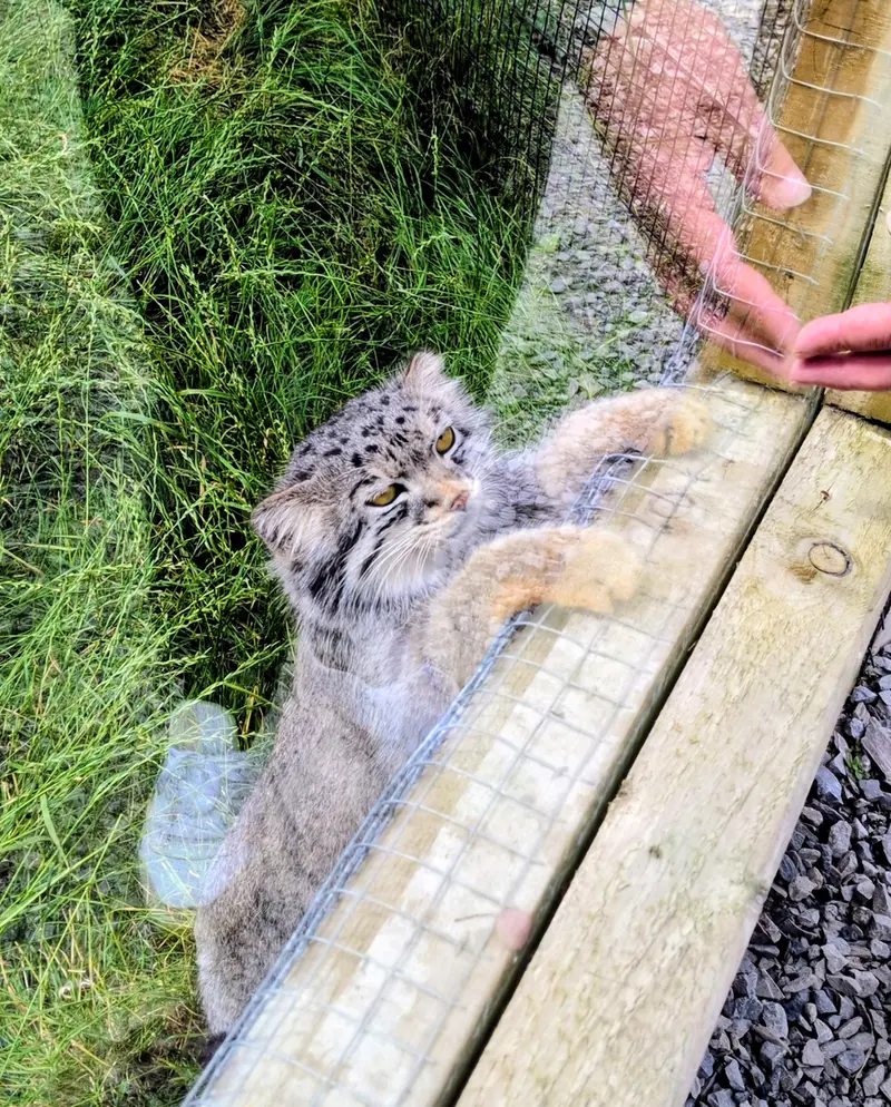A photograph of Bat-Erdene in The Lakeland Wildlife Oasis