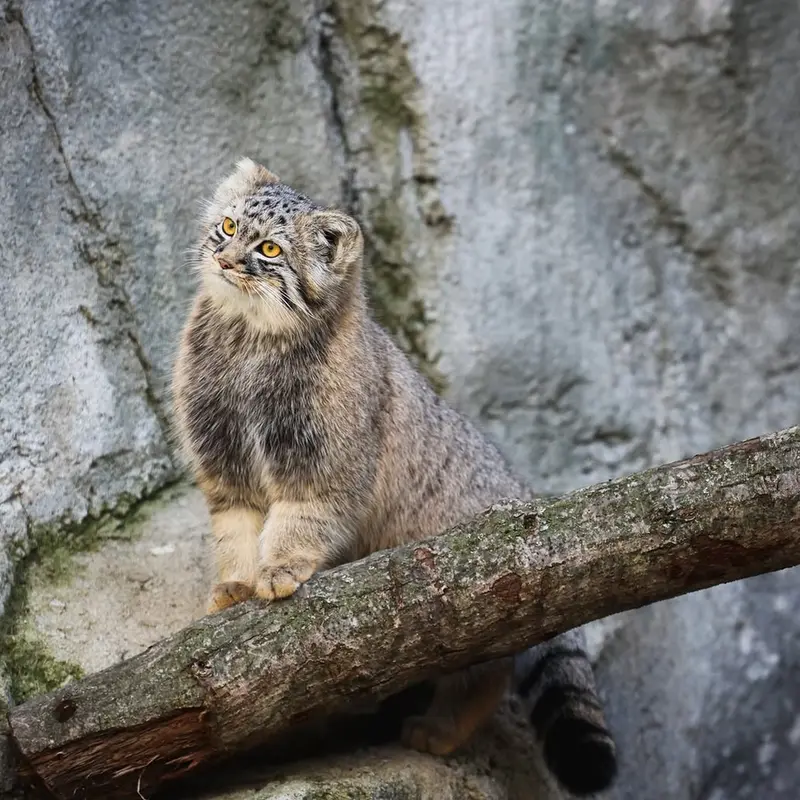 A photograph of Goose in Columbus Zoo and Aquarium