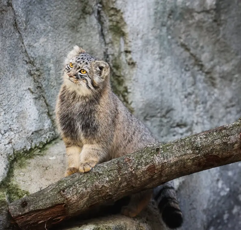 A photograph of Goose in Columbus Zoo and Aquarium