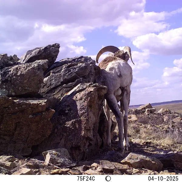 A photograph of Argali from Karashoky camera trap