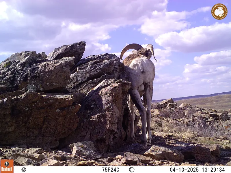 A photograph of Argali from Karashoky camera trap