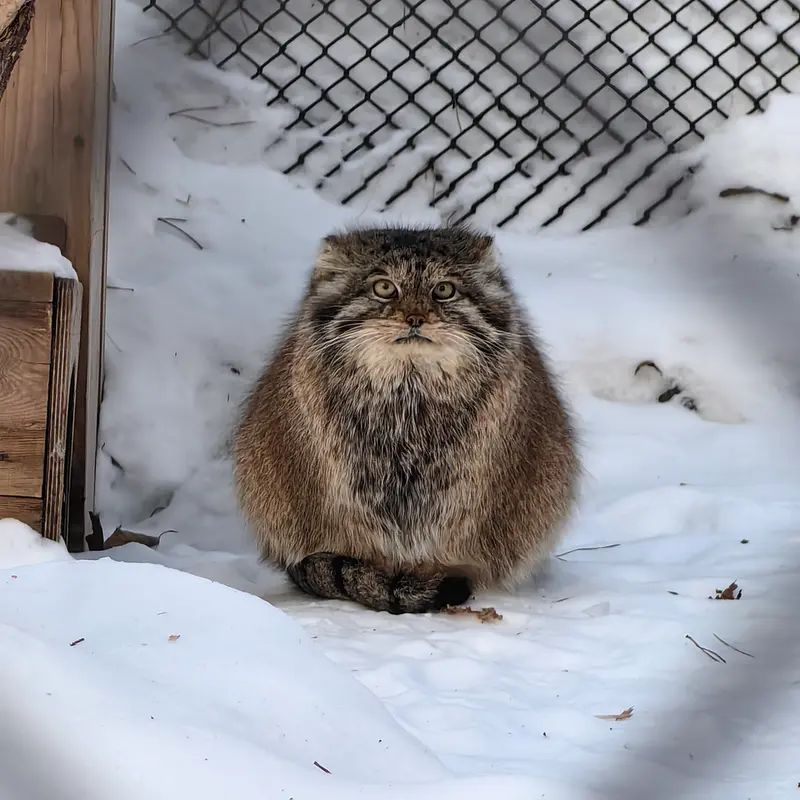 A photograph of Lastochka in Novosibirsk Zoo
