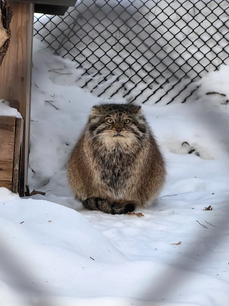 A photograph of Lastochka in Novosibirsk Zoo