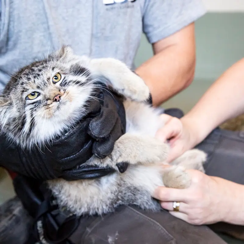 A photograph of a Pallas's cat