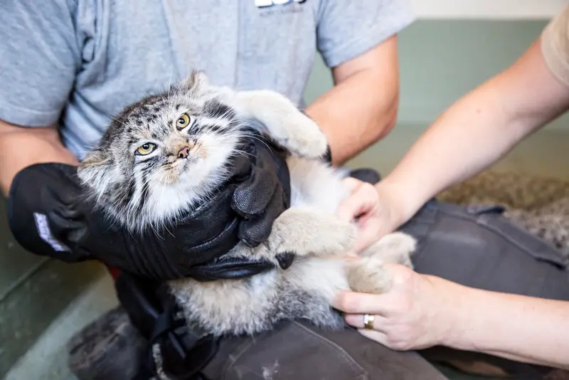 A photograph of a Pallas's cat