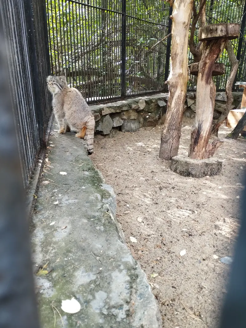 A photograph of a Pallas's cat in Novosibirsk Zoo