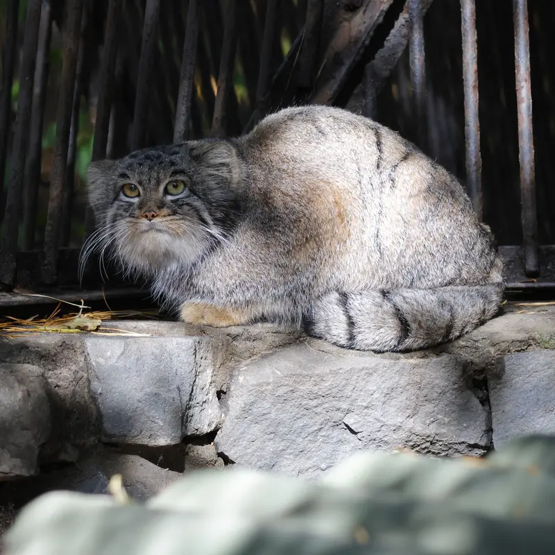 A photograph of Katun in Novosibirsk Zoo