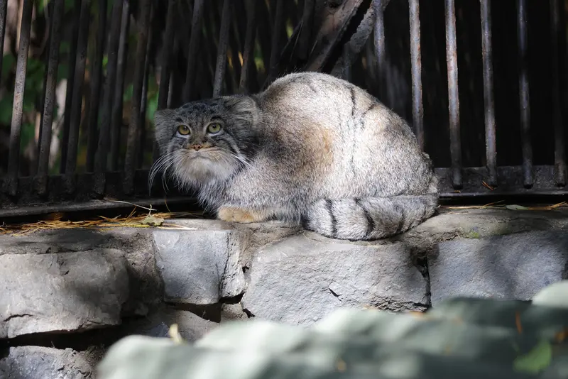 A photograph of Katun in Novosibirsk Zoo