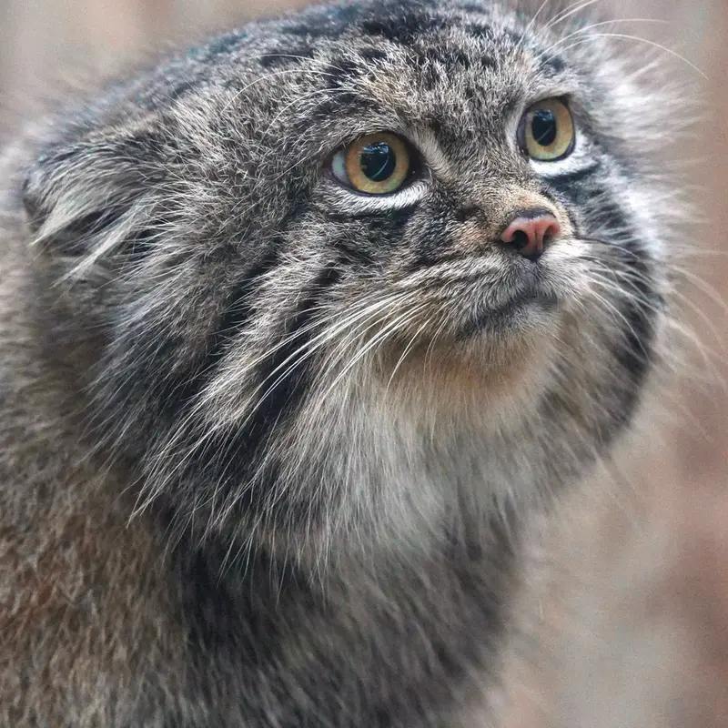 A photograph of Nar in Kobe Animal Kingdom