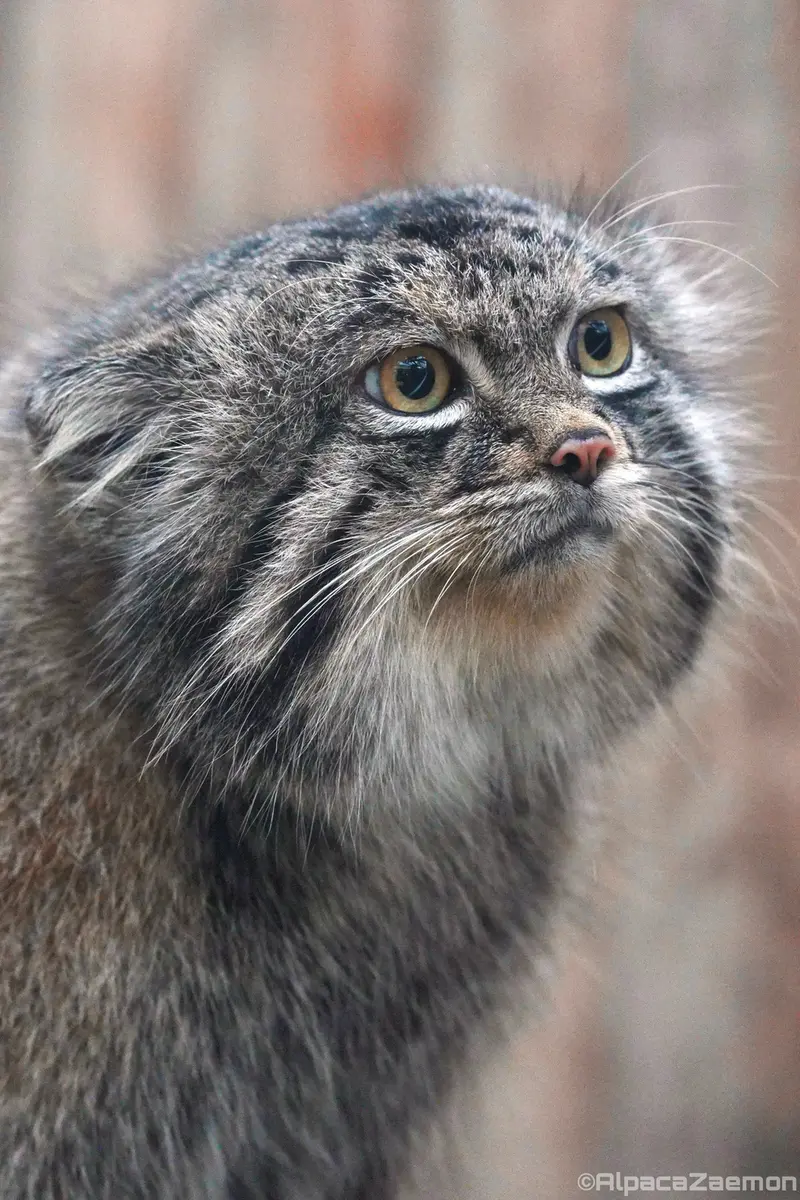 A photograph of Nar in Kobe Animal Kingdom