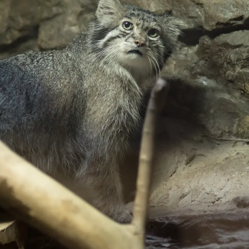 A photograph of Klyon in Ueno Zoological Gardens