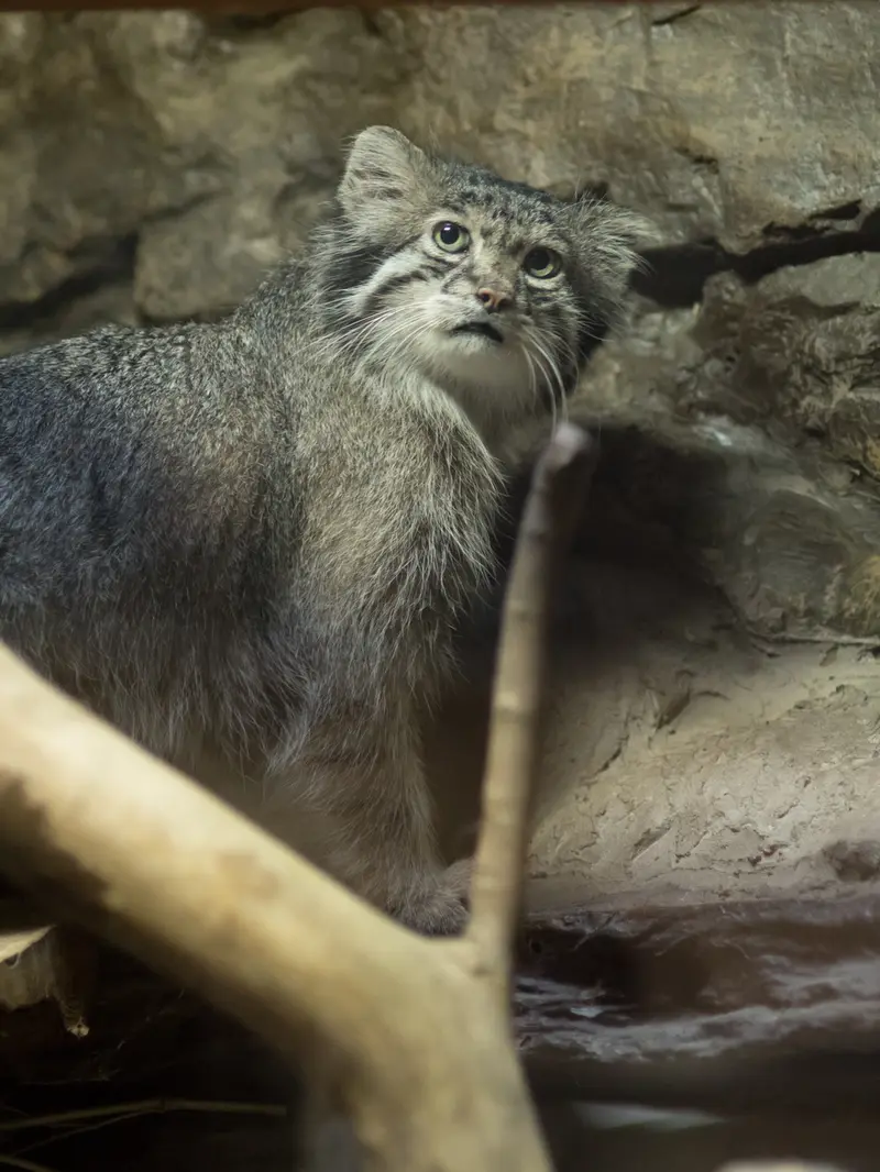 A photograph of Klyon in Ueno Zoological Gardens