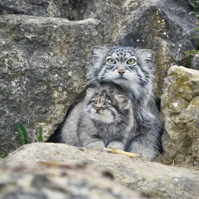 A photograph of Namuu in Port Lympne Wild Animal Park