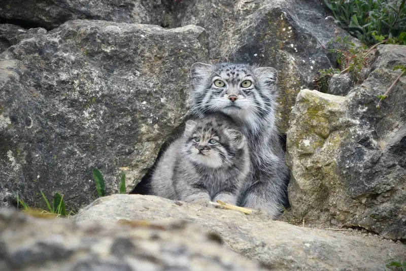 A photograph of Namuu in Port Lympne Wild Animal Park