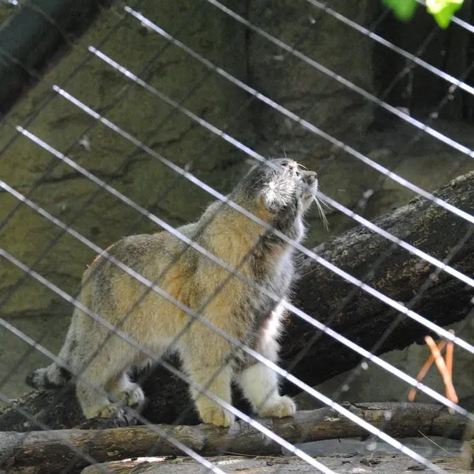 A photograph of Mushu in Cincinnati Zoo