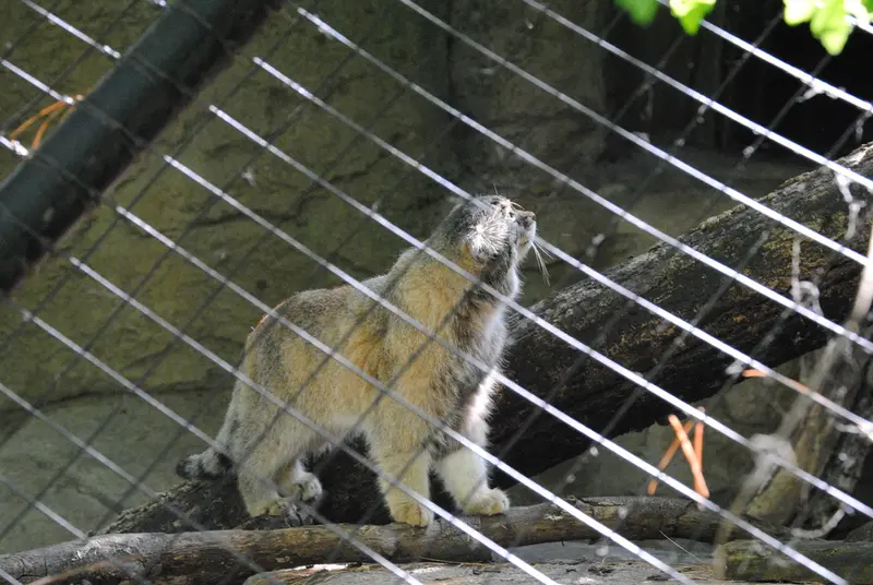 A photograph of Mushu in Cincinnati Zoo