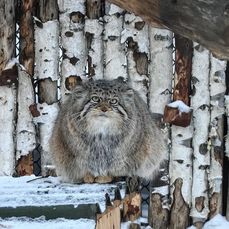 A photograph of Eve in Novosibirsk Zoo
