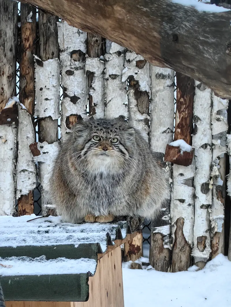 A photograph of Eve in Novosibirsk Zoo
