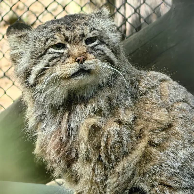 A photograph of Zelenogorsk in Novosibirsk Zoo