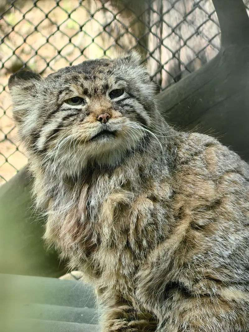A photograph of Zelenogorsk in Novosibirsk Zoo