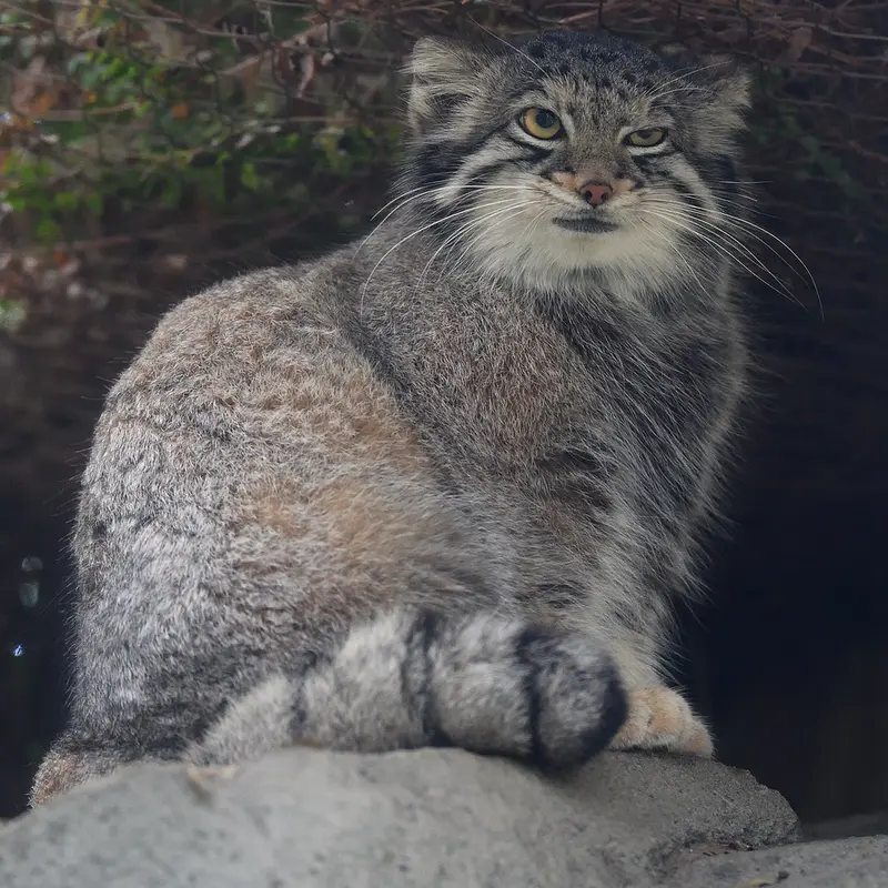 A photograph of Oto in Kobe Animal Kingdom