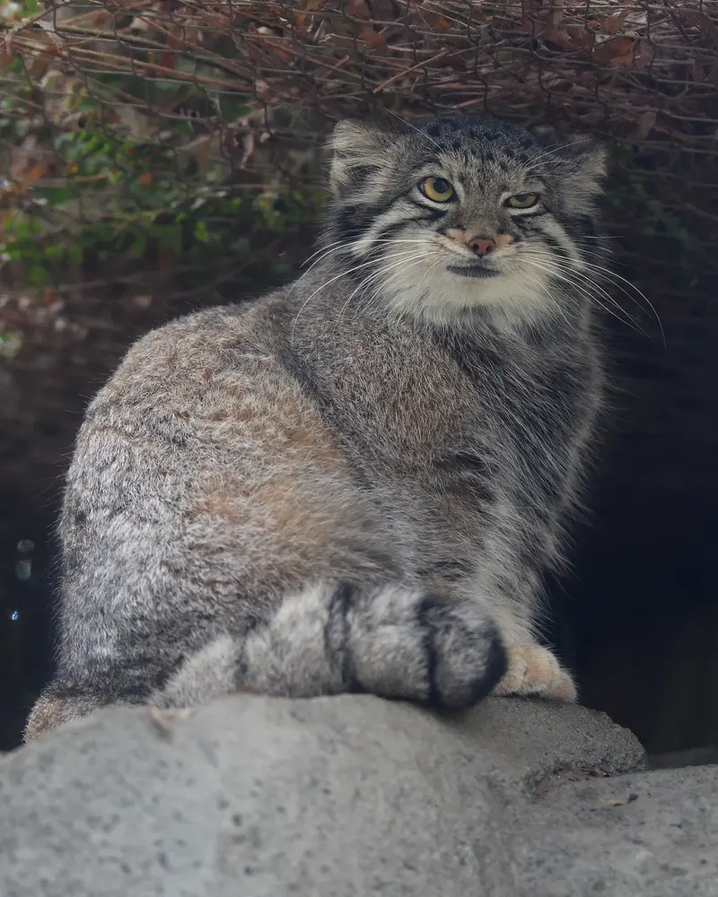 A photograph of Oto in Kobe Animal Kingdom