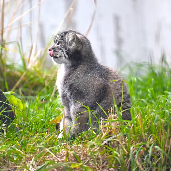 A photograph of Saga in Korkeasaari Zoo